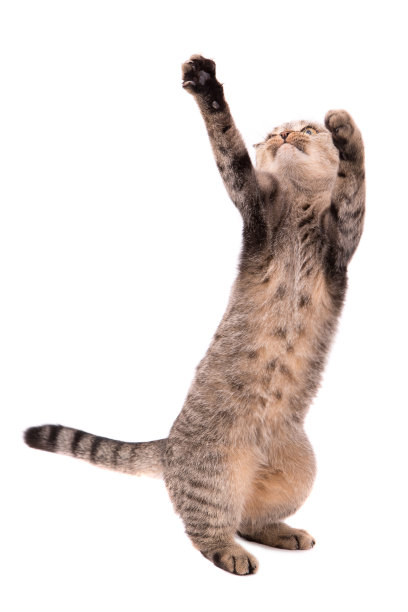 玩灰色的猫孤立在白色的背景。图片下载
