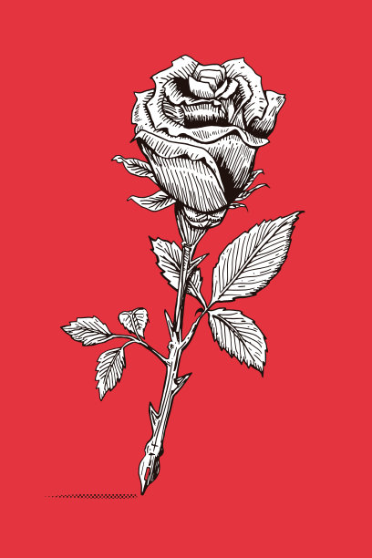 书法的玫瑰图片下载