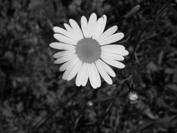 黑色和白色的花图片下载