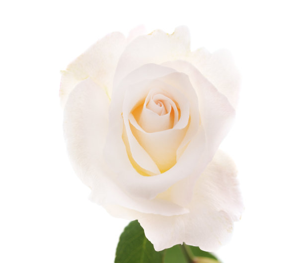 一个白玫瑰。图片下载