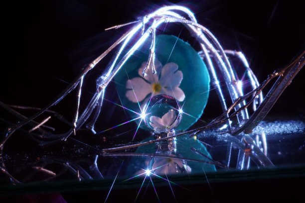 图像照片白梅5图片下载