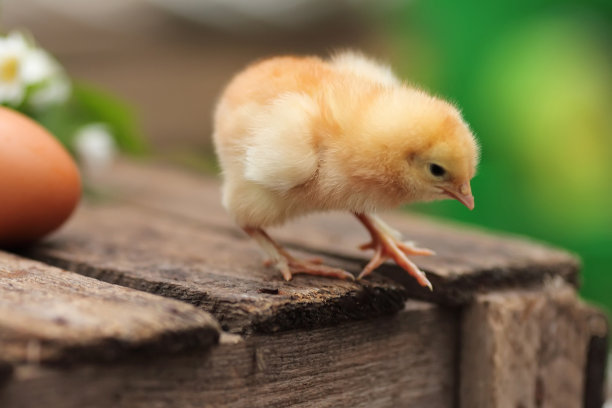 漂亮的带蛋小鸡在花园的木板上。特写图片。软——图片下载