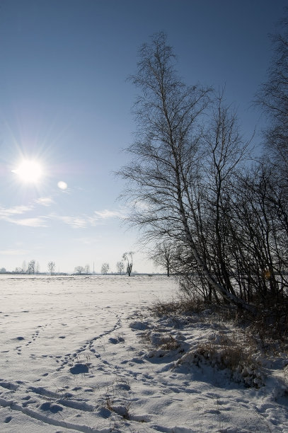 在雪，太阳和树上的痕迹图片下载