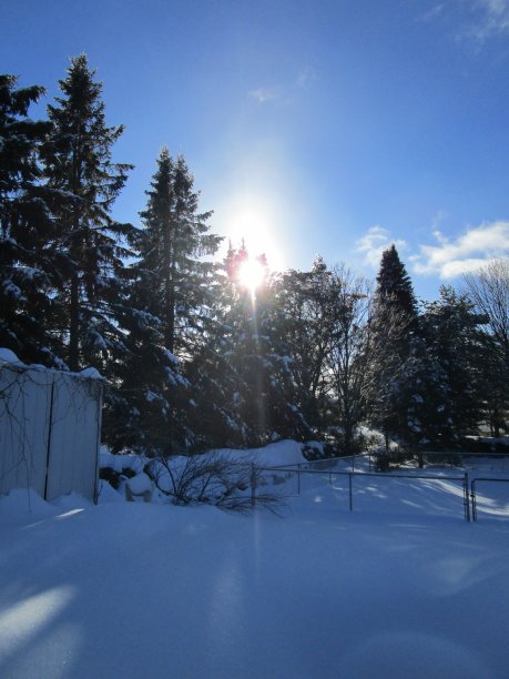 在冬至的后院图片下载