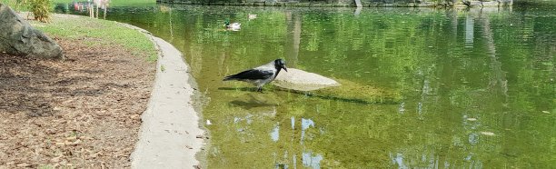 湖里的乌鸦图片下载