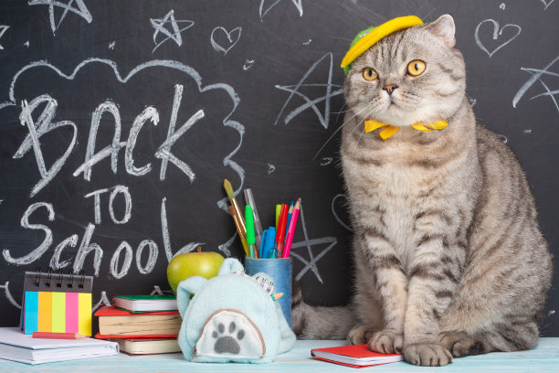 滑稽的猫学生在黑板的背景与学校用品。回到学校。学生,学生图片下载