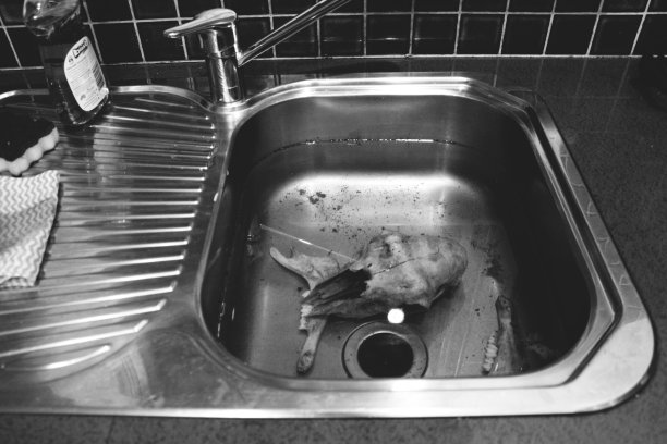 《黑白厨房水槽中的动物头骨》图片下载