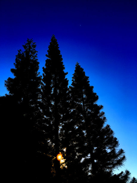 蓝天和日出下的松树剪影。图片下载