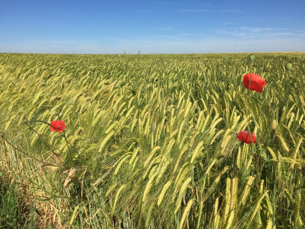 德国夏日草地，野花盛开，天空湛蓝图片下载