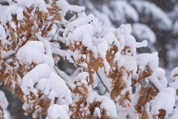 树与秋叶覆盖着雪图片下载