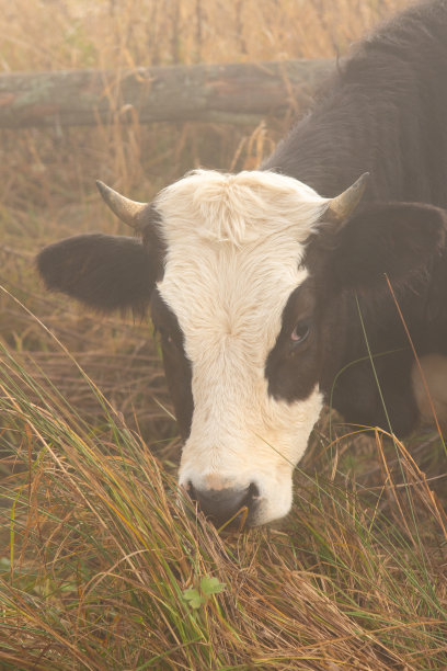 黑白奶牛在雾中，吃草图片下载