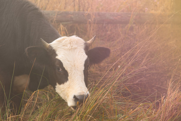 黑白奶牛在雾中，吃草图片下载