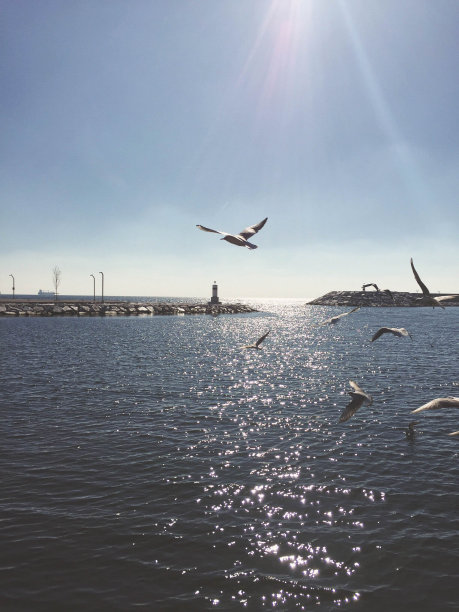 日出和海鸥图片下载