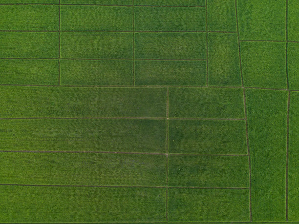 鸟瞰图高角度视图的Field在泰国图片下载