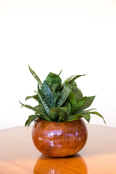 木桌蛇植物盆景;白色背景图片下载