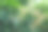 芒果花在绿树成荫的树枝上成束图片下载