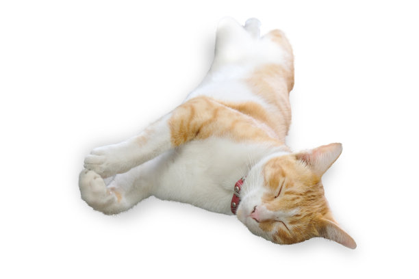 睡觉的可爱的猫图片下载