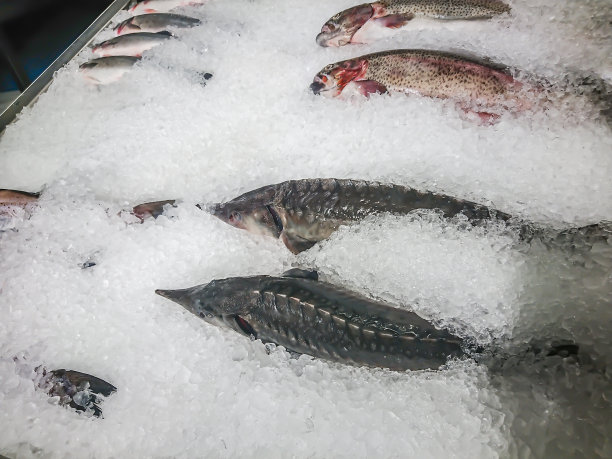 超级市场柜台上的冰上的鲟鱼图片下载