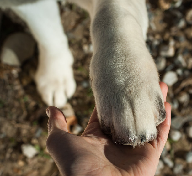 狗和人图片下载