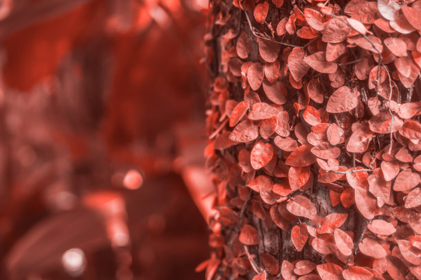 2019年度颜色潘通-活珊瑚纹理的热带叶子。图片下载