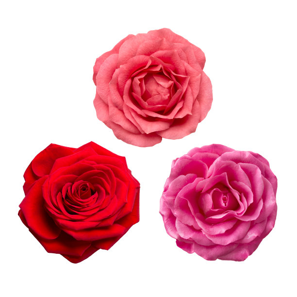 玫瑰花-红色，粉红色和淡紫色孤立在白色的背景图片下载