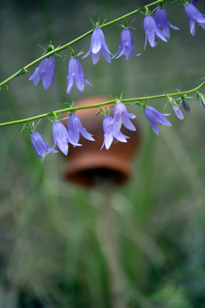 花园里有花铃铛图片下载