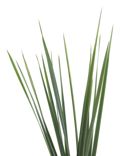 一串绿色的甘蔗。图片下载