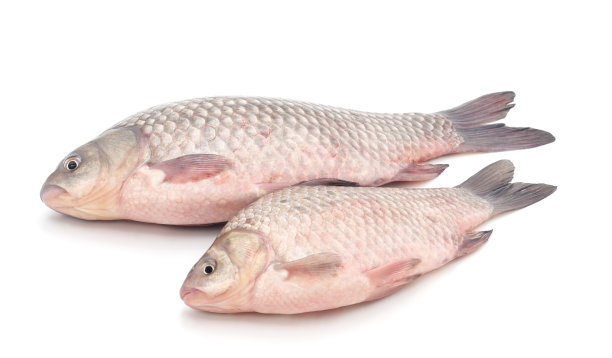 两个美丽的鲫鱼。图片下载