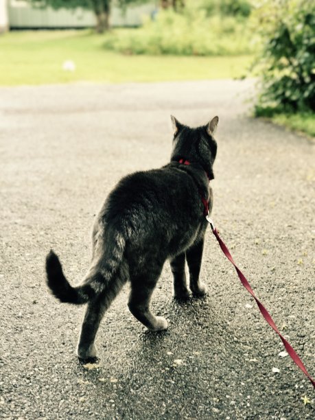 奇怪的猫图片下载