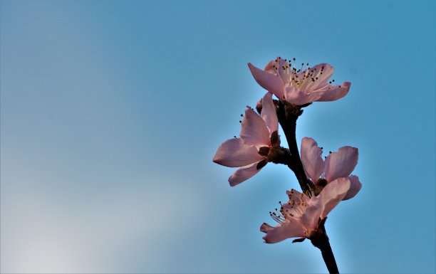 粉红色的桃花孤立在蓝天的背景上图片下载