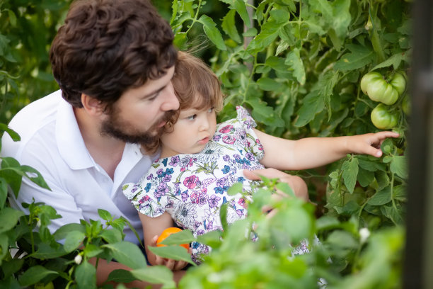 小女孩和她的父亲在温室里种西红柿图片下载
