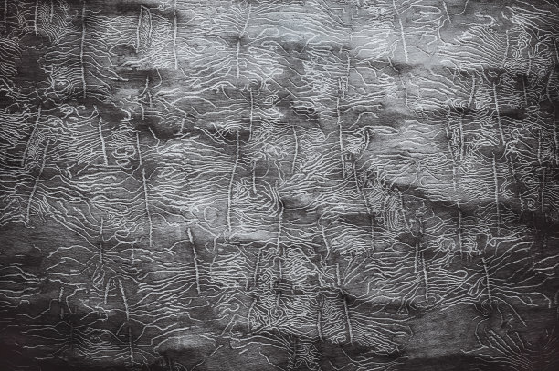 黑白背景。一棵没有树皮的老树干被木虫啃坏了。木制背景与文本复制空间图片下载