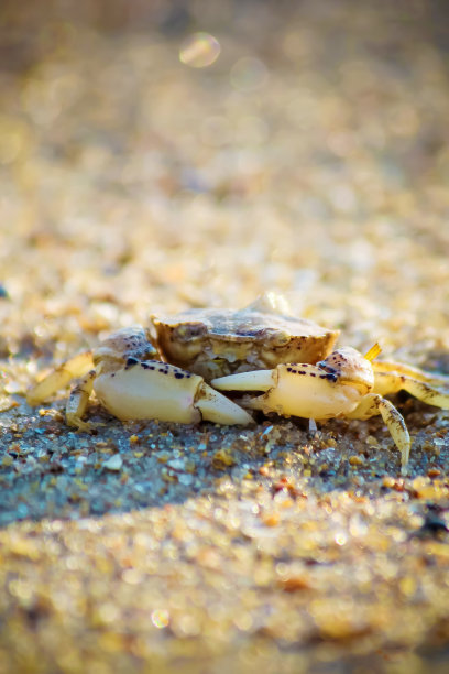 海中的贝壳和海星。夏天的照片。图片下载