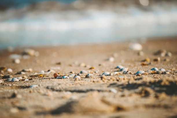 海中的贝壳和海星。夏天的照片。图片下载