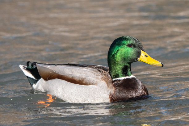 雄性绿头鸭在小溪中游泳的特写。图片下载