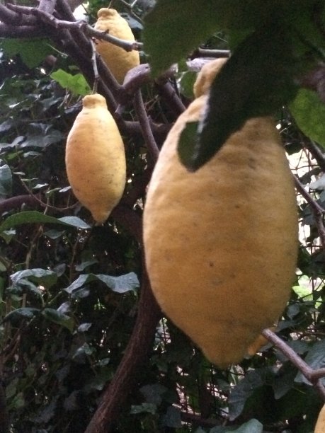 柠檬树图片下载