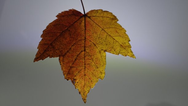 秋天的叶子图片下载