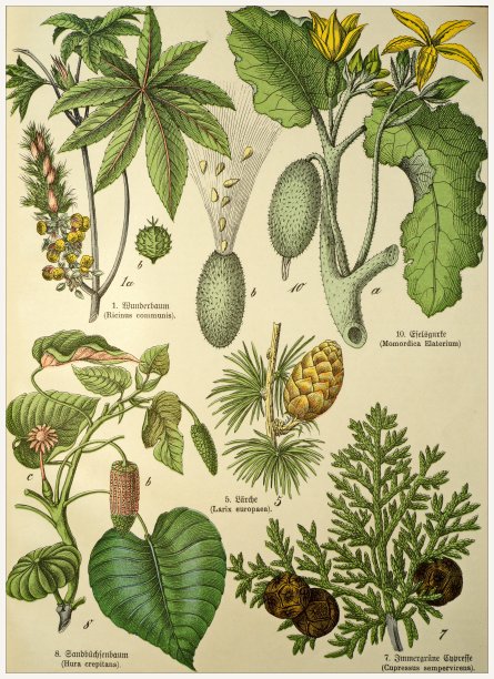 维多利亚风格的植物石版画，用拉丁文和古德语书写有相应的说明文字。1880 - 1889年,德国慕尼黑。图片下载