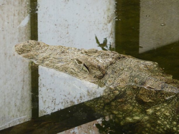 沼泽鳄鱼图片下载