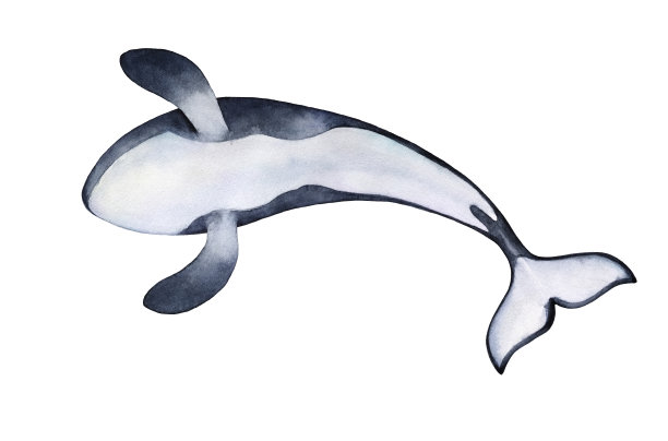 逆戟鲸，虎鲸，黑色和白色的腹部。象征自由、守护、保护、伟大的好运、团结。手绘水彩图形插图。图片下载