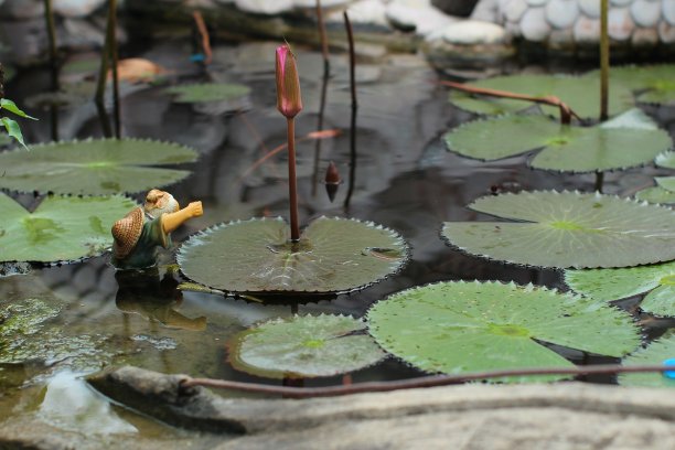 小荷塘图片下载
