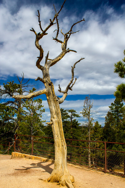 布莱斯峡谷枯树图片下载