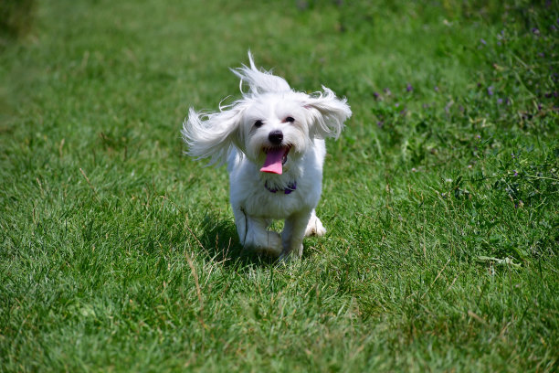 马耳他狗在绿草地上奔跑图片下载