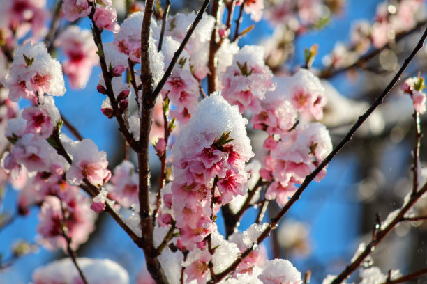 桃树的花朵在春天被雪覆盖图片下载