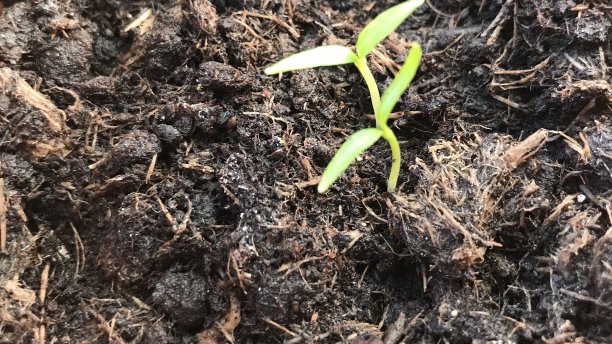 红辣椒图片下载