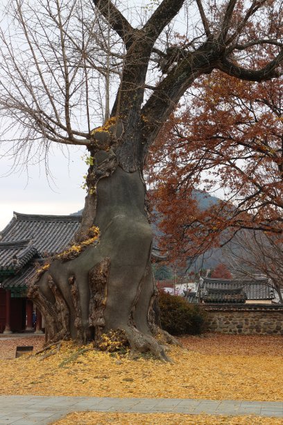 全树香觉儒家的枫树图片下载