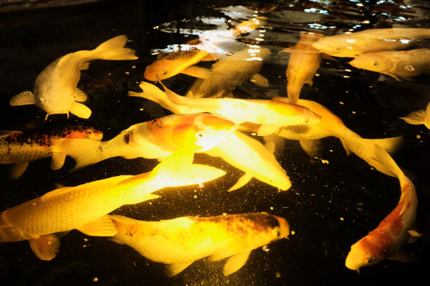 鱼在水里游泳图片下载