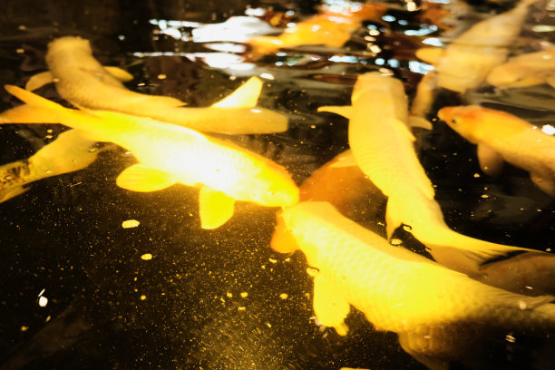 鱼在水里游泳图片下载