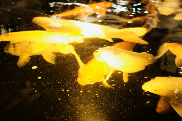 鱼在水里游泳图片下载