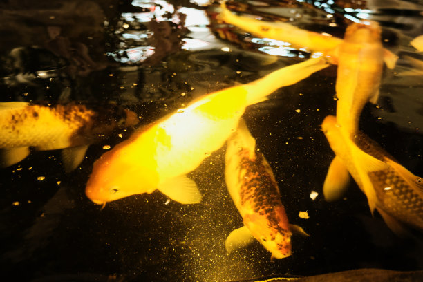 鱼在水里游泳图片下载